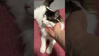 あまり気分ではなかった猫【ノル猫ミロシー】 #shorts