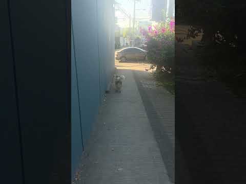 Stray Dog in San Salvador Gives Me A Heart Attack Everyday When Crossing Intersection