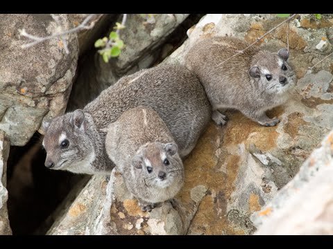 The eerier call of the Rock Hyrax (Dassie)