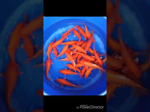 AA RAKA SIDAN -BELI MUSISI