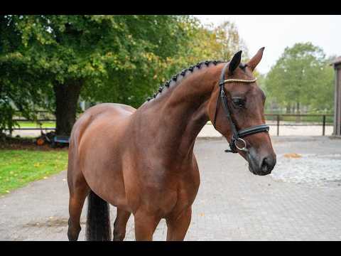 HRH Diana EN (LYOTARD x ULFT) - Video 2 video thumbnail