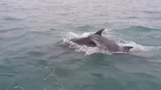 preview picture of video 'Dolphins off Selsey Bill'