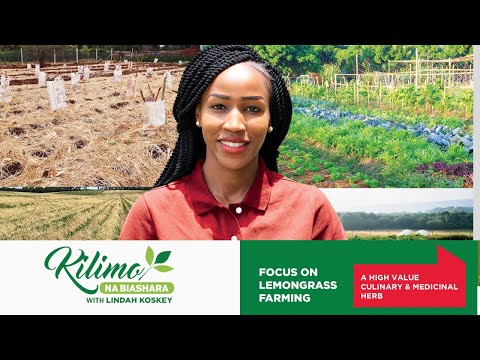 Turn Lemongrass Into Crazy Profits | Kilimo na Biashara