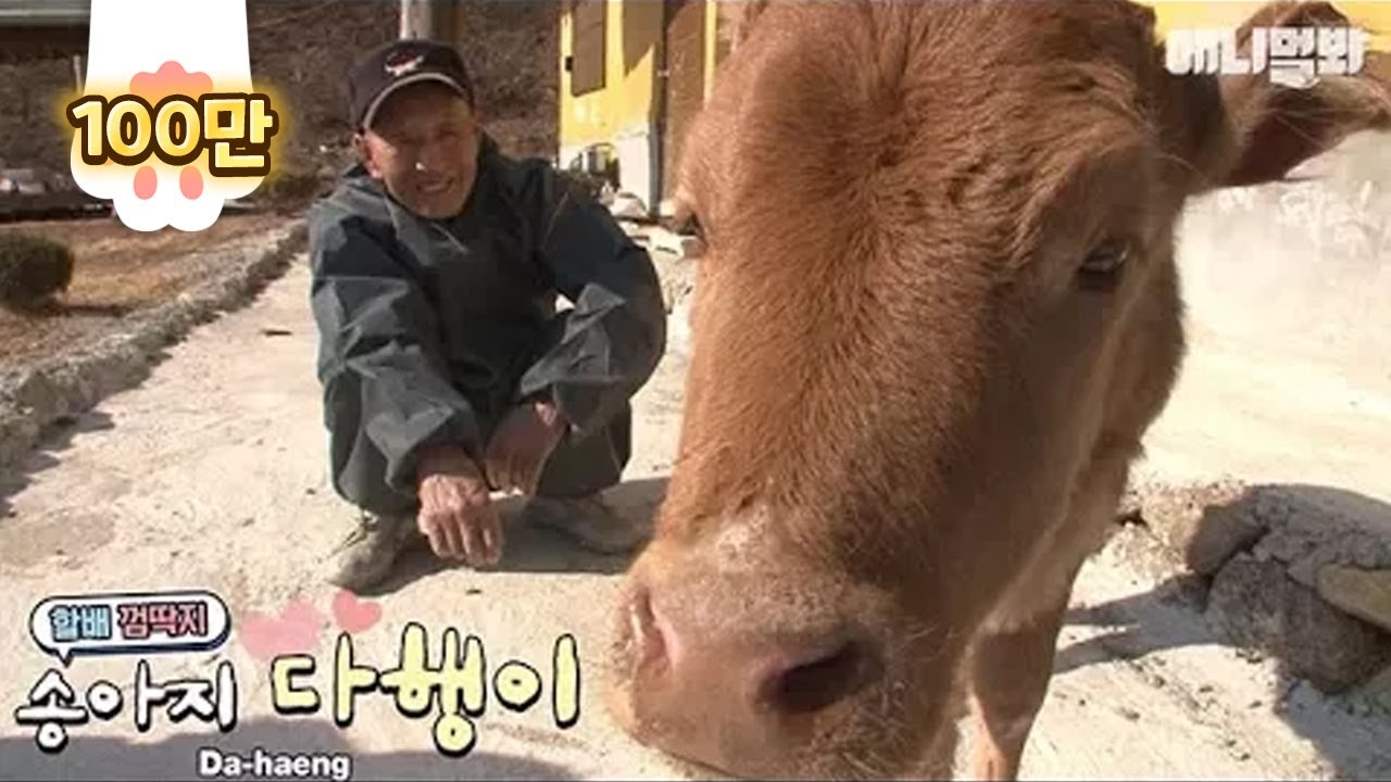 주인 할아버지를 엄마인 양 졸졸 따라다니는 소???