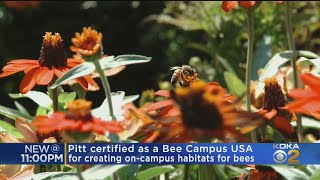 Pitt Certified As Bee Campus USA