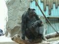 Adriano Celentano "Bingo -Bongo"- шимпанзе ...