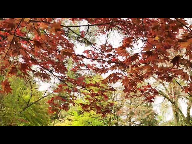 2024 [Kakunodate Cherry Blossoms] Blooming Status April 26th