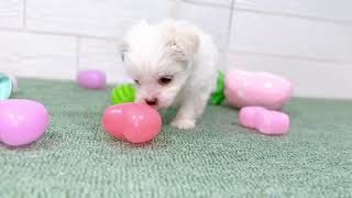 ハーフ犬の動画01