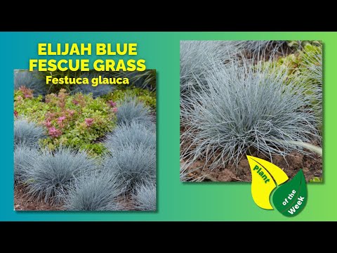 ELIJAH BLUE FESCUE GRASS | Festuca glauca