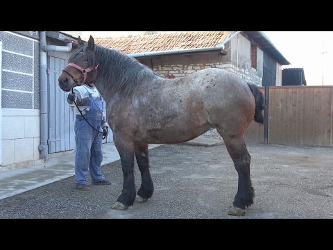 Caii lui Marius de la Gilau, Cluj 2017