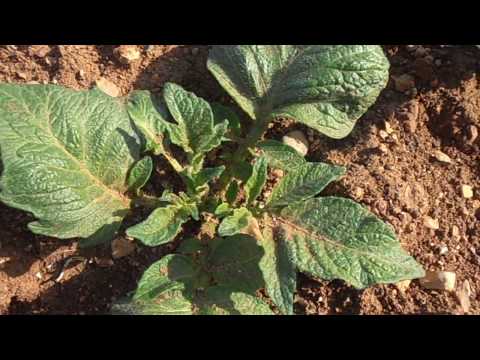 Patata: Solanum tuberosum