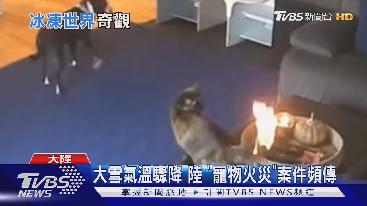大雪氣溫驟降 陸「寵物火災」案件頻傳