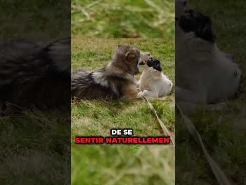 🐶Comment faire rencontrer 2 chiens ?👌  #chien #educationcanine #respectdogs