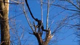 Abattage peupliers à Nielles, les 27, 28 février, et, le 7 mars 2015.