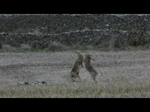 Wildlife shorts: Boxing Hares slow motion jump kick