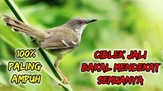 Download lagu suara pikat prenjak jali paling ampuh mp3