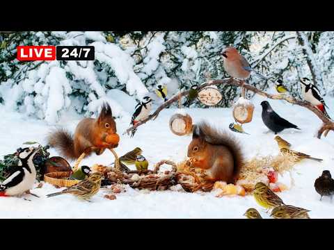 🔴24/7 LIVE CAT TV NO ADS😺 Cheerful Winter Birds and Squirrels🐿️  Real Nature Sounds Cat Games 4K
