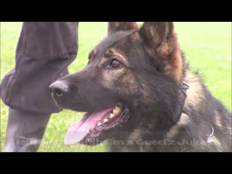 Romeo z Jukasu - protection - 2,5 years