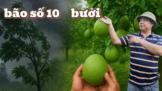 “From Storm No. 10 to Green-Skin Pomelo Orchards: Tips for Harvesting and Protecting Trees”