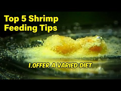 Top 5 Shrimp Feeding Tips for Success in Your Aquarium