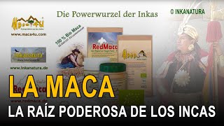 preview picture of video 'Maca, das Original aus Huayre/Junin-Peru (Inkanatura.de)'