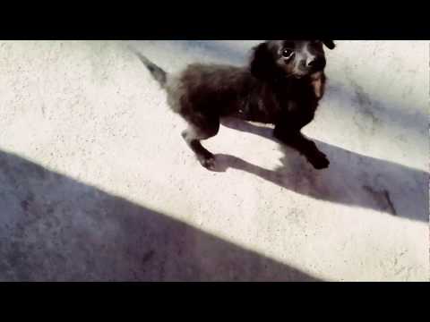 Heriberto Torres Maldonado  komo kuando los perritos Bailan el Son de las Guiliotas 🍻😂😂🎷🐕🐕