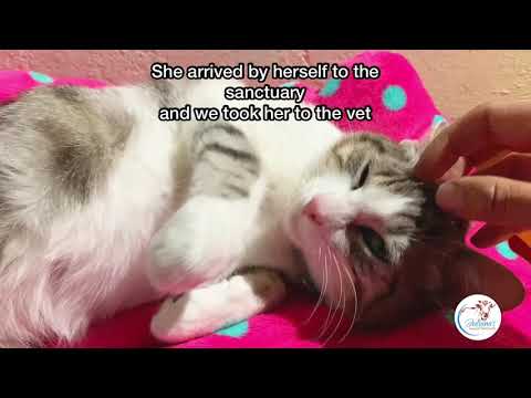 Vrinda is a cat who cant walk and need all our support