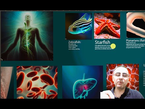 Regeneration in Humans: A Journey from Potential to Reality