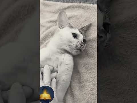 القلب الرحيم… يصنع فرقًا كبيرًا  #Nasheed  #Kuwait#SaudiArabia#Qatar#UnitedArabEmirates#UAE