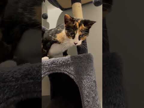 Trix-Magical Calico, an adopted Calico Mix in Laurel, MD_image-1