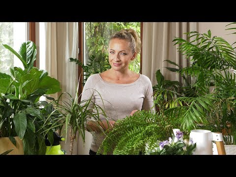 Domowe rośliny po urlopie. Jak rozpocząć sezon jesienny?