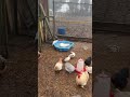 Duck Chicken Familia Music Song Birds Familyvlog Family