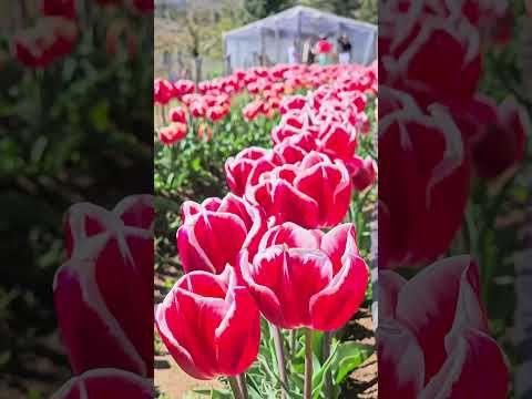 📣Esto no es Trevelin es Huinganco, es el Norte Neuquino 🌷🌷