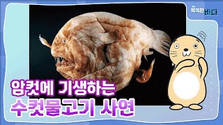 암컷에 기생하는 수컷물고기 사연