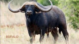 Abecedário da xuxa com nomes de animais