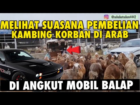 SUASANA PEMBELIAN HEWAN KORBAN DI ARAB | SAMPEK DI ANGKUT MOBIL BALAP