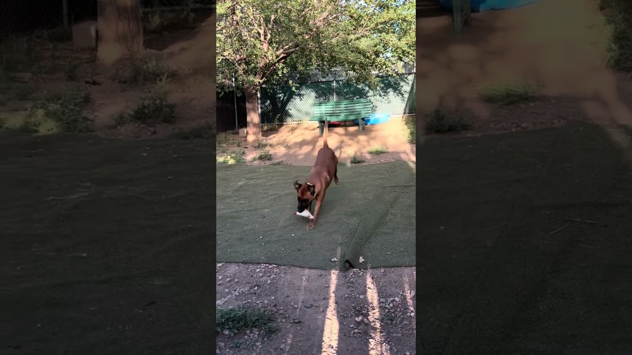 Enlarge Cody, a Adoptable Mixed Breed in Flagstaff, AZ video 6/6