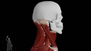 Whiplash - Skeleton, Muscles, Ligaments - Lateral View