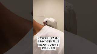知らないフリをするオカメインコ🤣 #インコ #イタズラ #可愛い #animals #オカメインコ