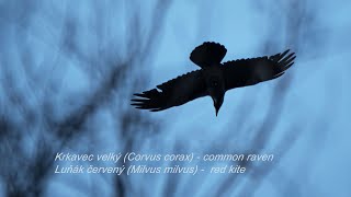 Krkavec velký -   common raven