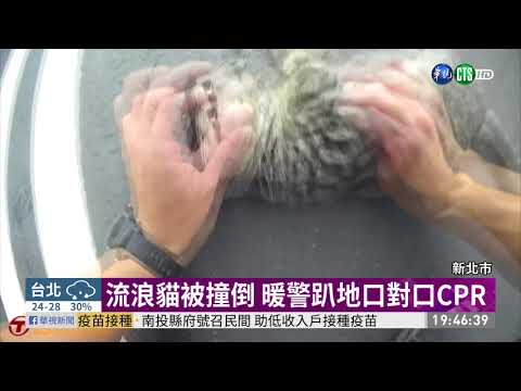 流浪貓被撞倒 暖警趴地口對口CPR