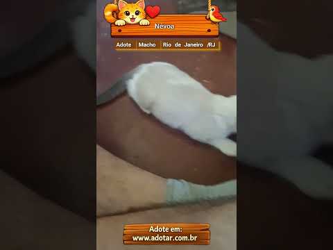 Vídeo de Névoa