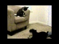 Cat Vs Dog Janie Vs Pluto