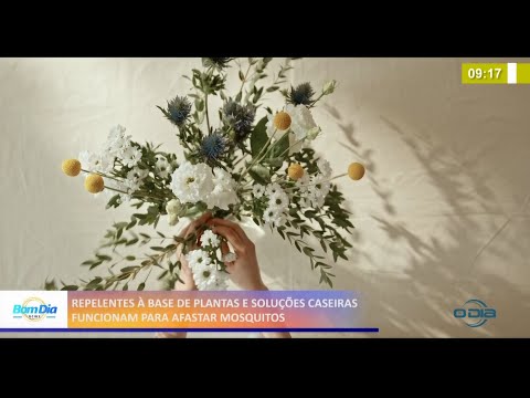 Repelentes í  base de plantas e soluções caseiras funcionam para afastar mosquitos 11 05 2021