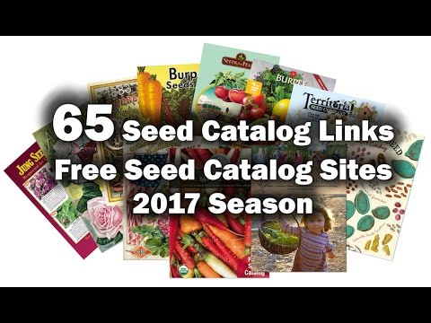 download lagu mp3 mp4 Snow Seed Company, download lagu Snow Seed Company gratis, unduh video klip Snow Seed Company