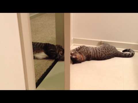 Oskar the Blind Cat Versus Klaus - Battle of the Door