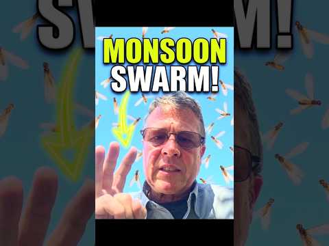 Arizona Monsoon Termite Warning (Peoria & Sun City AZ)