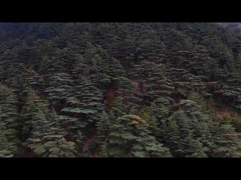 Cedars of Lebanon 4K