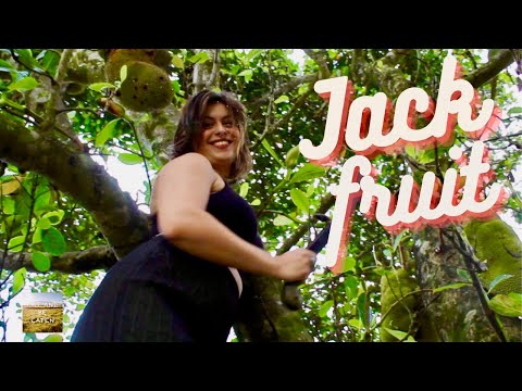 JACKFRUIT TACOS HAWAII