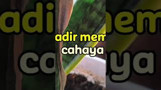 Download lagu Terikat Janji | Lagu Dangdut Koplo Viral & Terbaru 2026 | Nansi Channel mp3